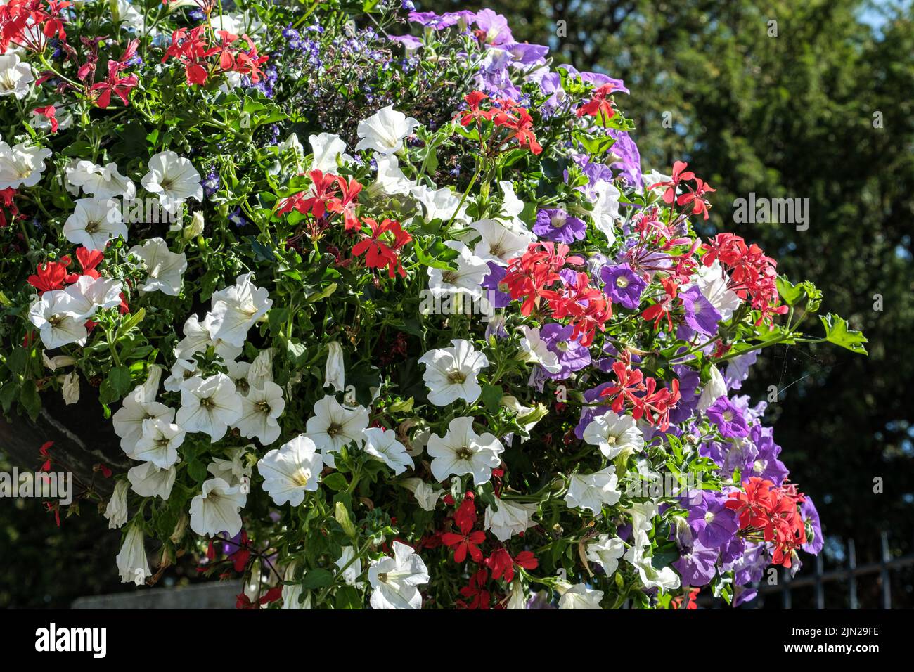 Dorking, Surrey Hills, London UK, July 07 2022, Colourful Summer