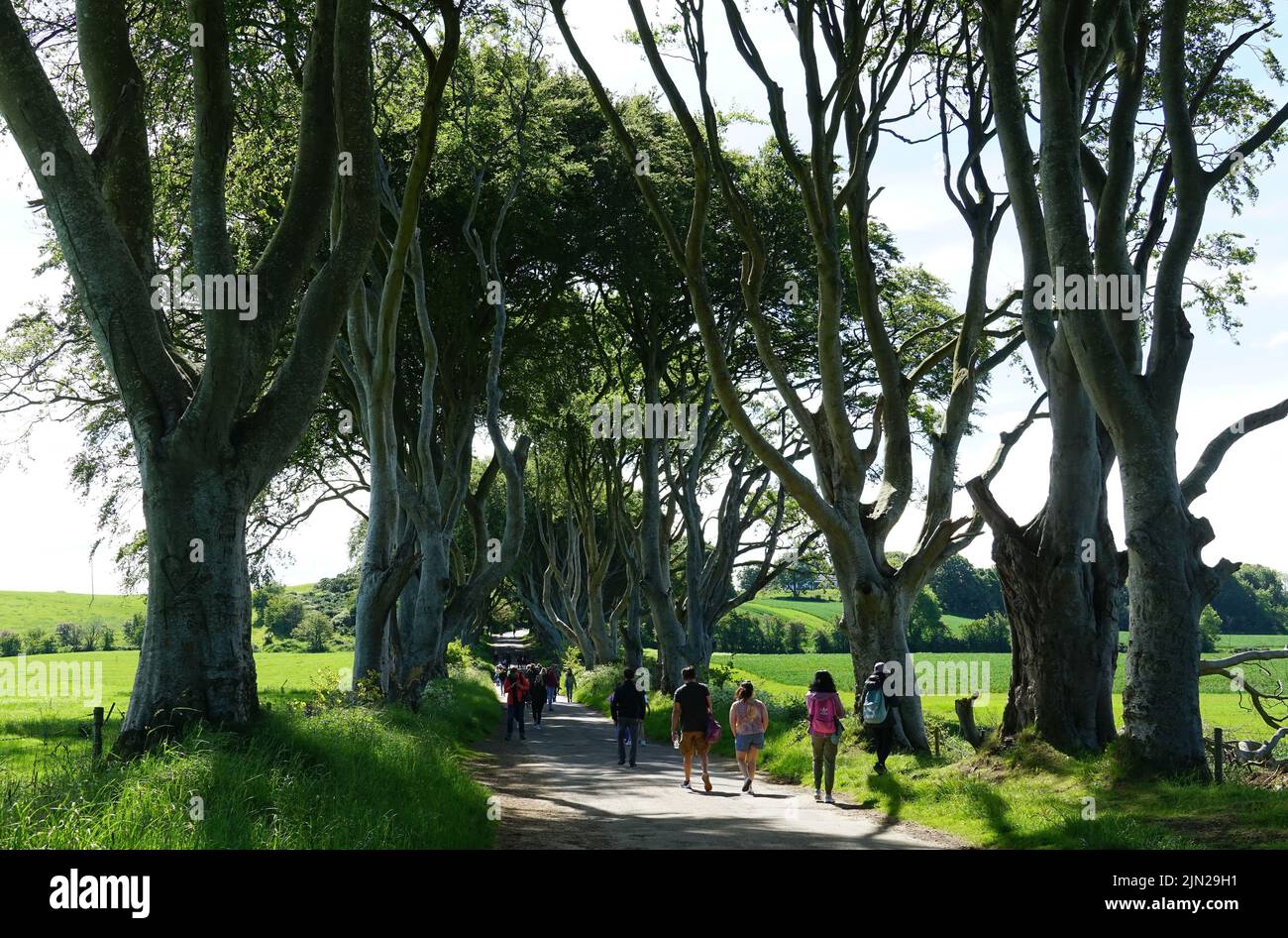 Dark Hedges, beech trees, County Antrim, Northern Ireland, Tuaisceart Éireann, United Kingdom, Europe, Game of Thrones location. Stock Photo