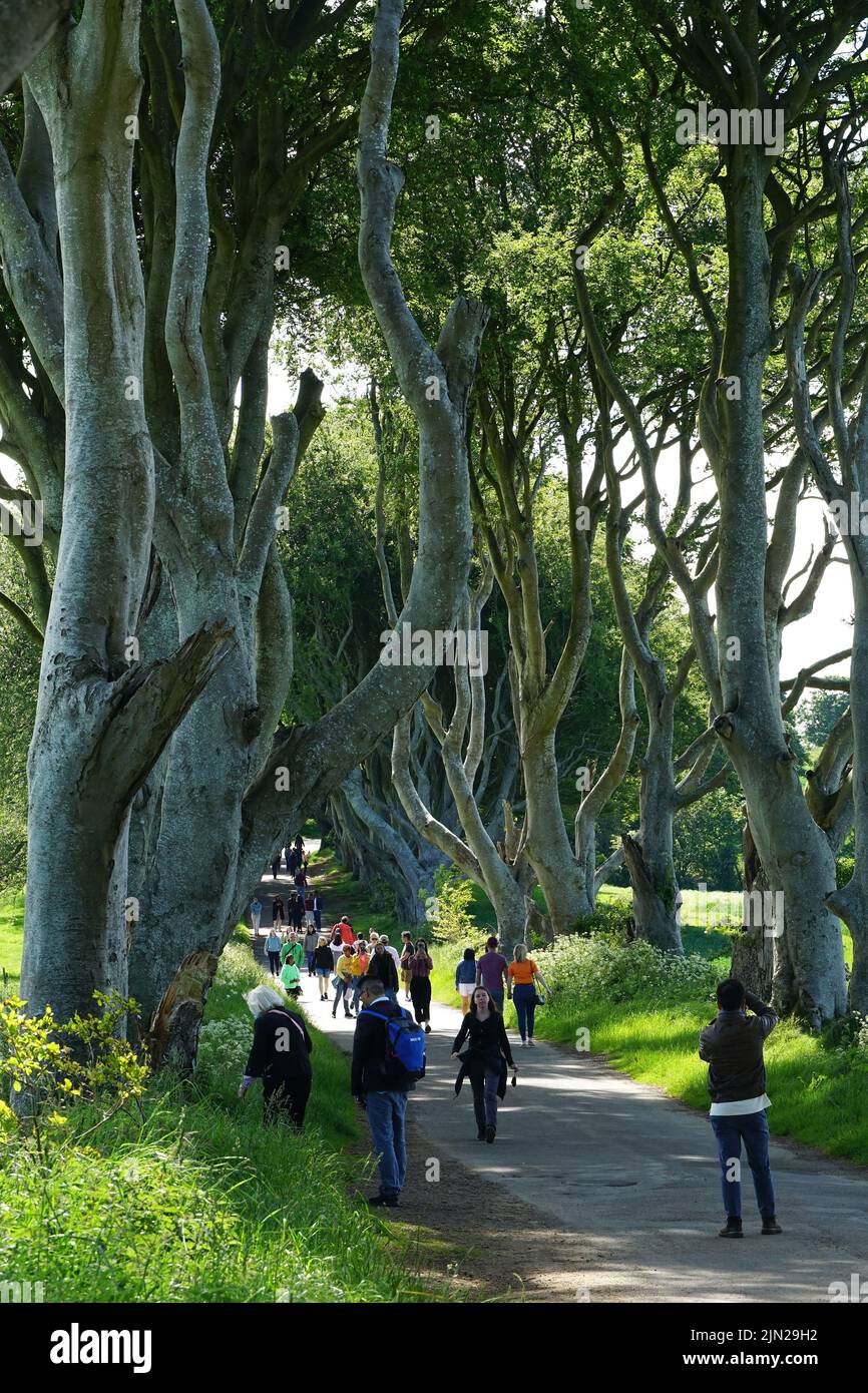 Dark Hedges, beech trees, County Antrim, Northern Ireland, Tuaisceart Éireann, United Kingdom, Europe, Game of Thrones location. Stock Photo