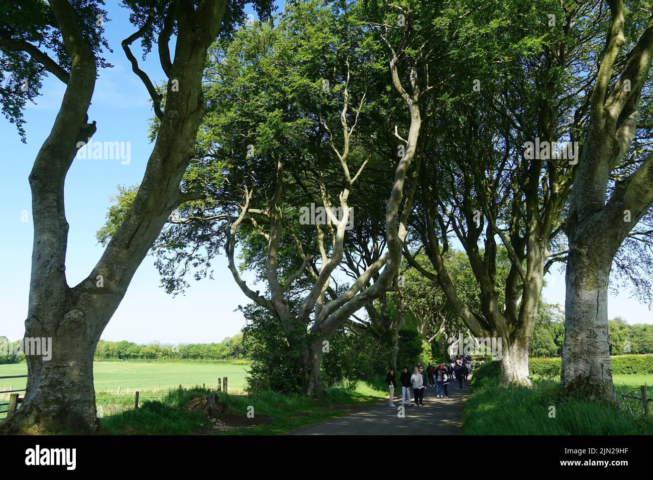 Dark Hedges, beech trees, County Antrim, Northern Ireland, Tuaisceart Éireann, United Kingdom, Europe, Game of Thrones location. Stock Photo