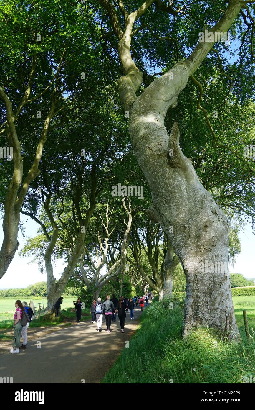 Dark Hedges, beech trees, County Antrim, Northern Ireland, Tuaisceart Éireann, United Kingdom, Europe, Game of Thrones location. Stock Photo