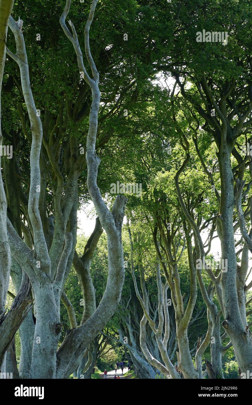 Dark Hedges, beech trees, County Antrim, Northern Ireland, Tuaisceart Éireann, United Kingdom, Europe, Game of Thrones location. Stock Photo