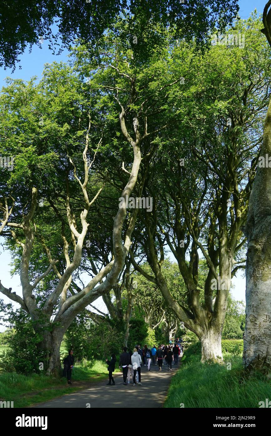 Dark Hedges, beech trees, County Antrim, Northern Ireland, Tuaisceart Éireann, United Kingdom, Europe, Game of Thrones location. Stock Photo