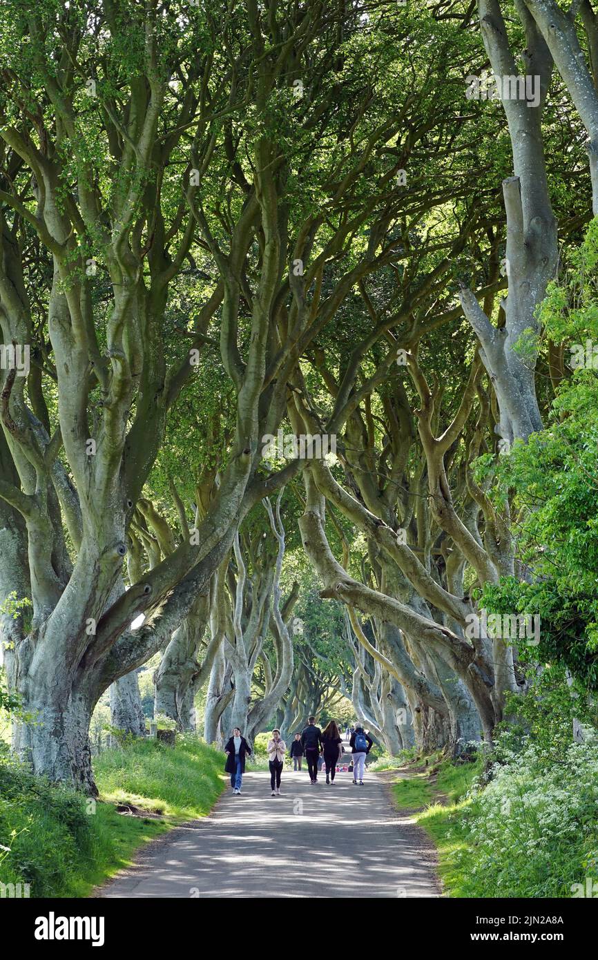 Dark Hedges, beech trees, County Antrim, Northern Ireland, Tuaisceart Éireann, United Kingdom, Europe, Game of Thrones location. Stock Photo