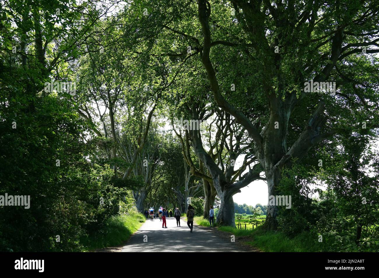 Dark Hedges, beech trees, County Antrim, Northern Ireland, Tuaisceart Éireann, United Kingdom, Europe, Game of Thrones location. Stock Photo