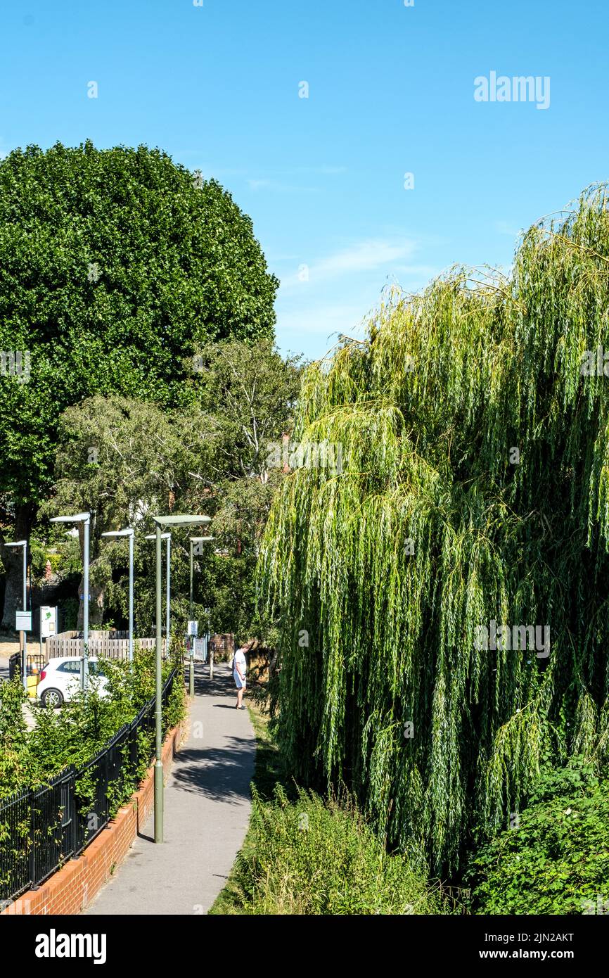 Dorking, Surrey Hills, London UK, July 07 2022, Pedestrian Walkway With Trees and Weeping Willow Agains A Clear Summer Blue Sky Stock Photo