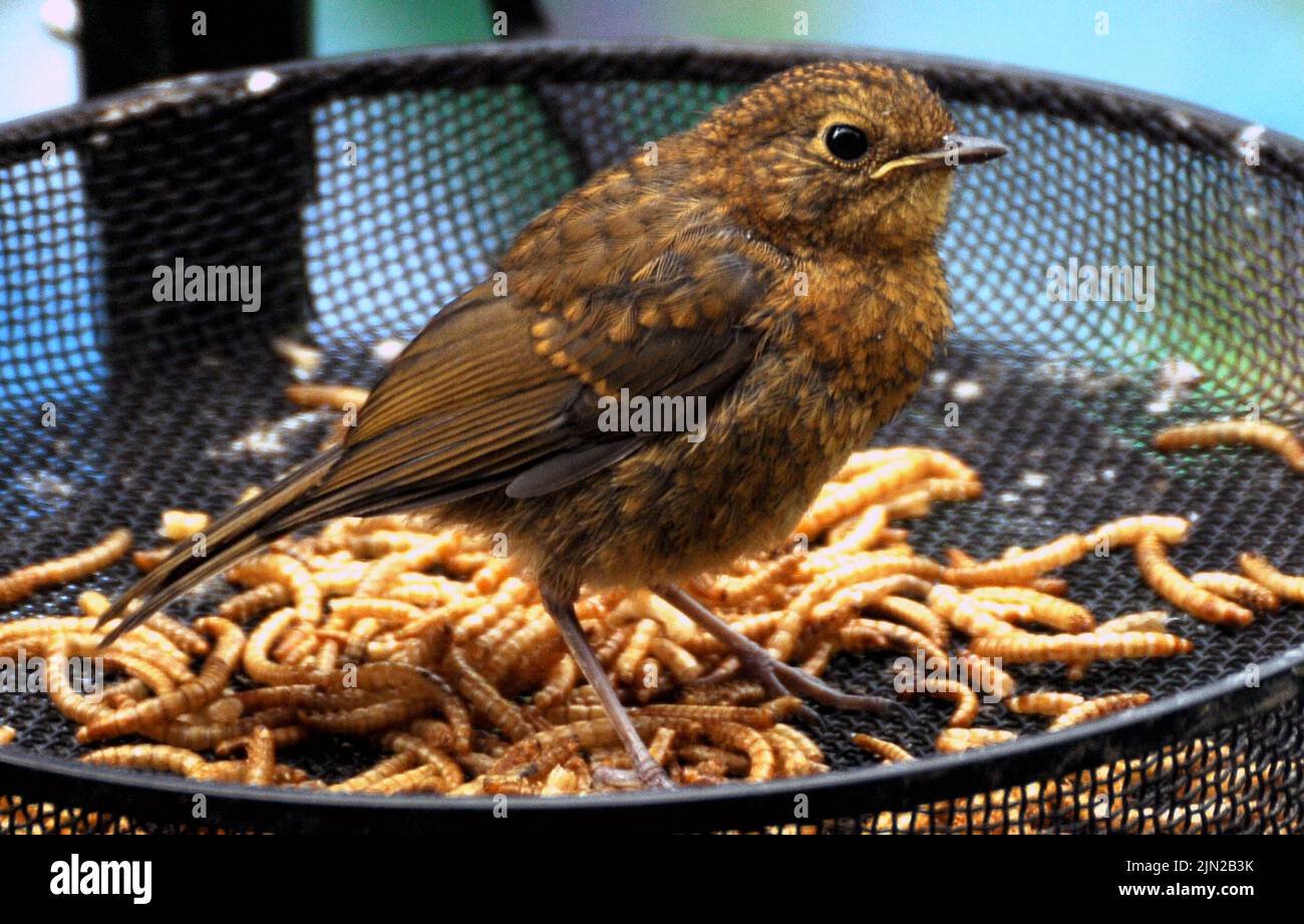 BABY ROBIN AND MEALWORMS MIKE WALKER PICTURES, 125 THE KEEP