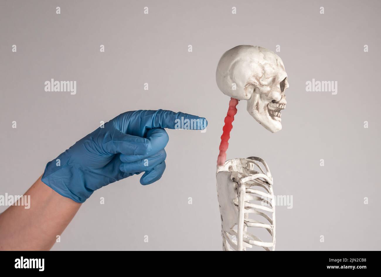 Doctor forefinger pointing to skeleton cervical vertebrae with red spot. Neck pain. Inflammation, injury, poor posture, overuse. Skeletal system anato Stock Photo