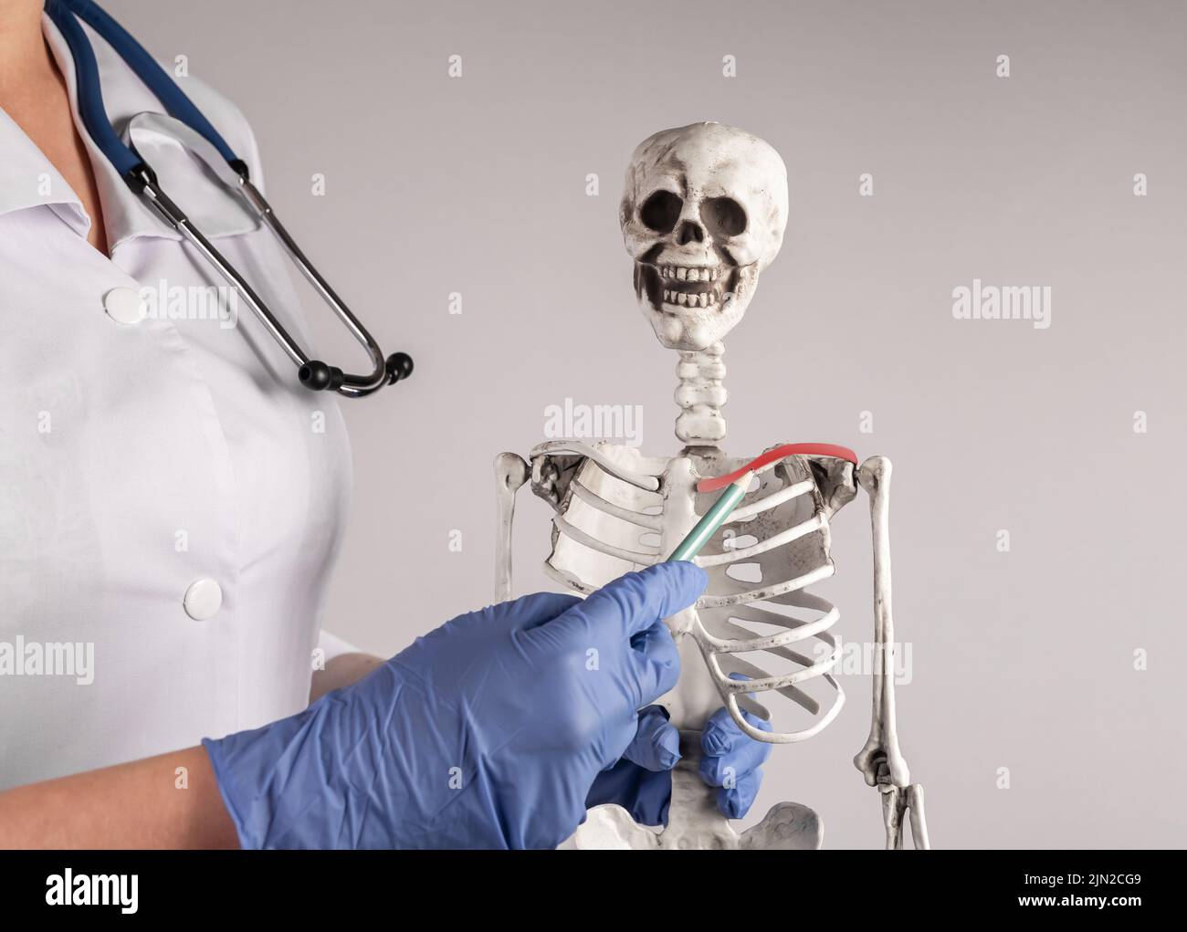 Doctor hand pointing to skeleton collarbone with red spot. Clavicle pain. Arthritis, infection, fracture. Skeletal system anatomy, body structure, med Stock Photo