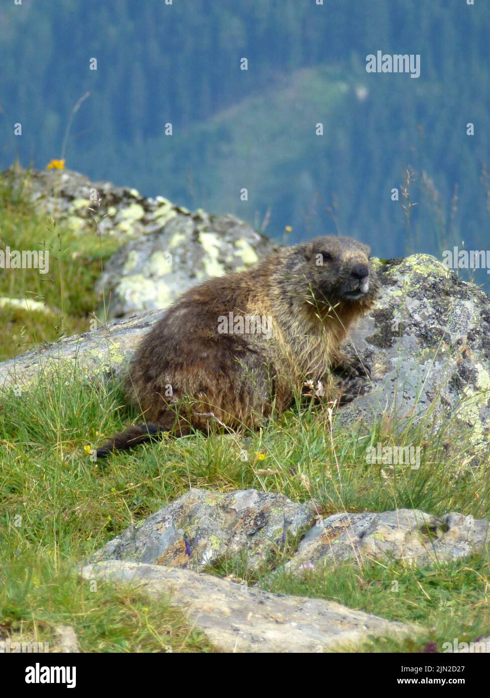 Marmot at Stubai high-altitude hiking trail, lap 8 in Tyrol, Austria Stock Photo