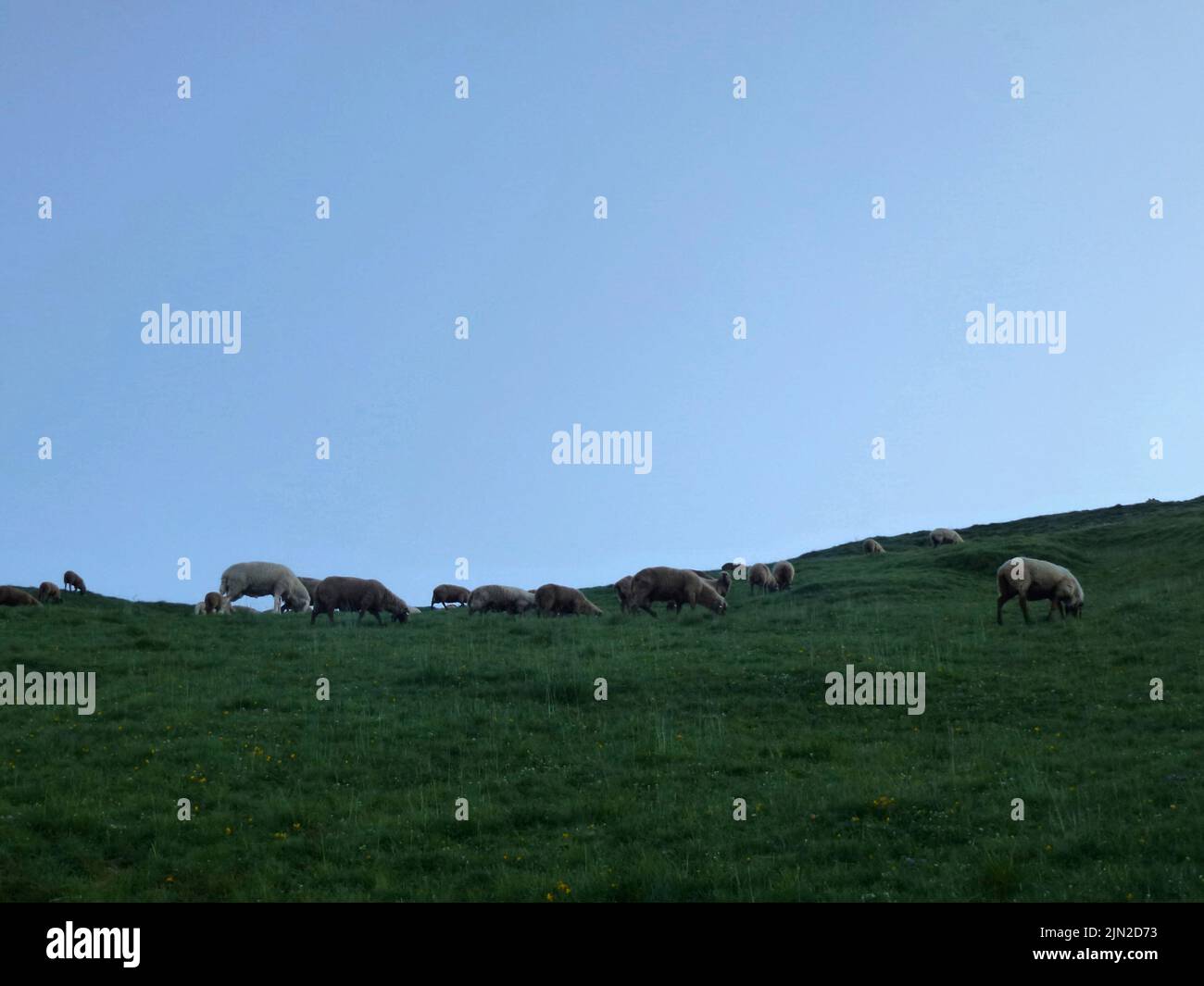 Sheep at Stubai high-altitude hiking trail, lap 8 in Tyrol, Austria Stock Photo