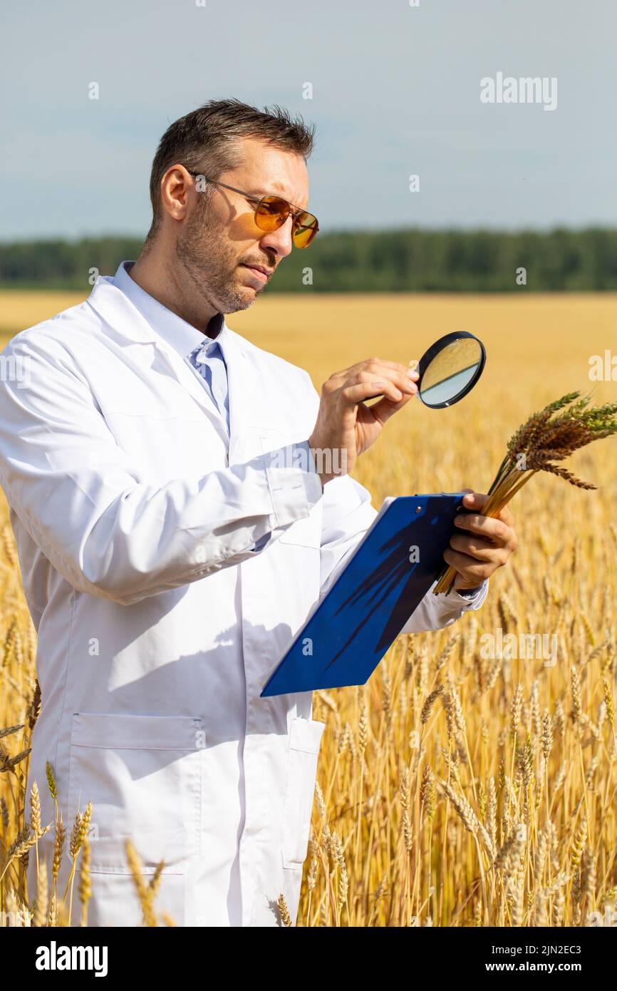 An agronomist researcher with a magnifer examines ears of wheat and makes notes on a clipboard. Research in the field of genetically modified foods an Stock Photo