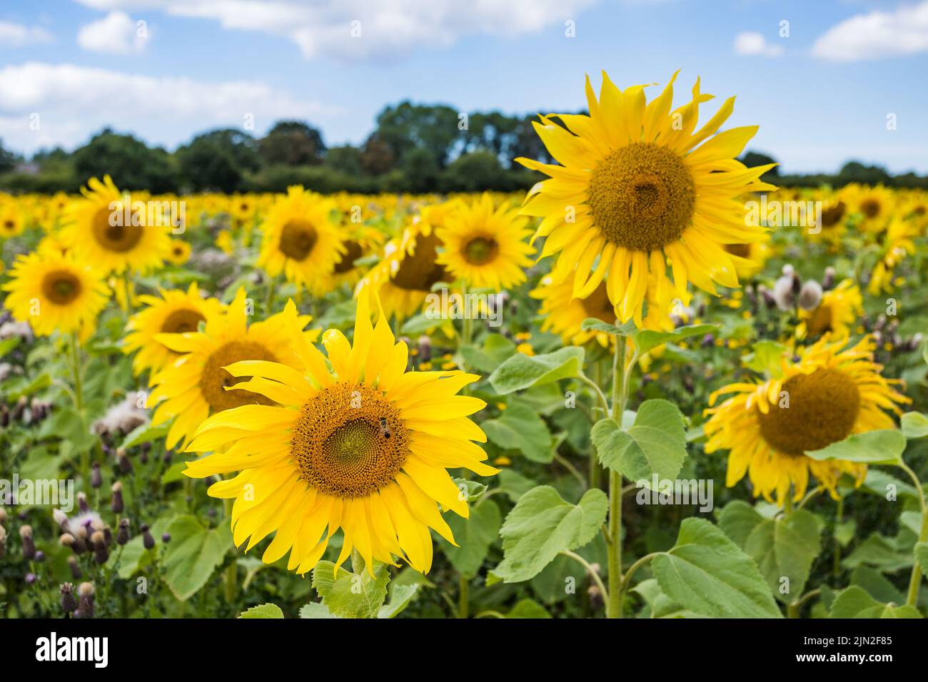 Beautiful sunflowers pictured in a field under a blue sky in the summer of 2022 Stock Photo