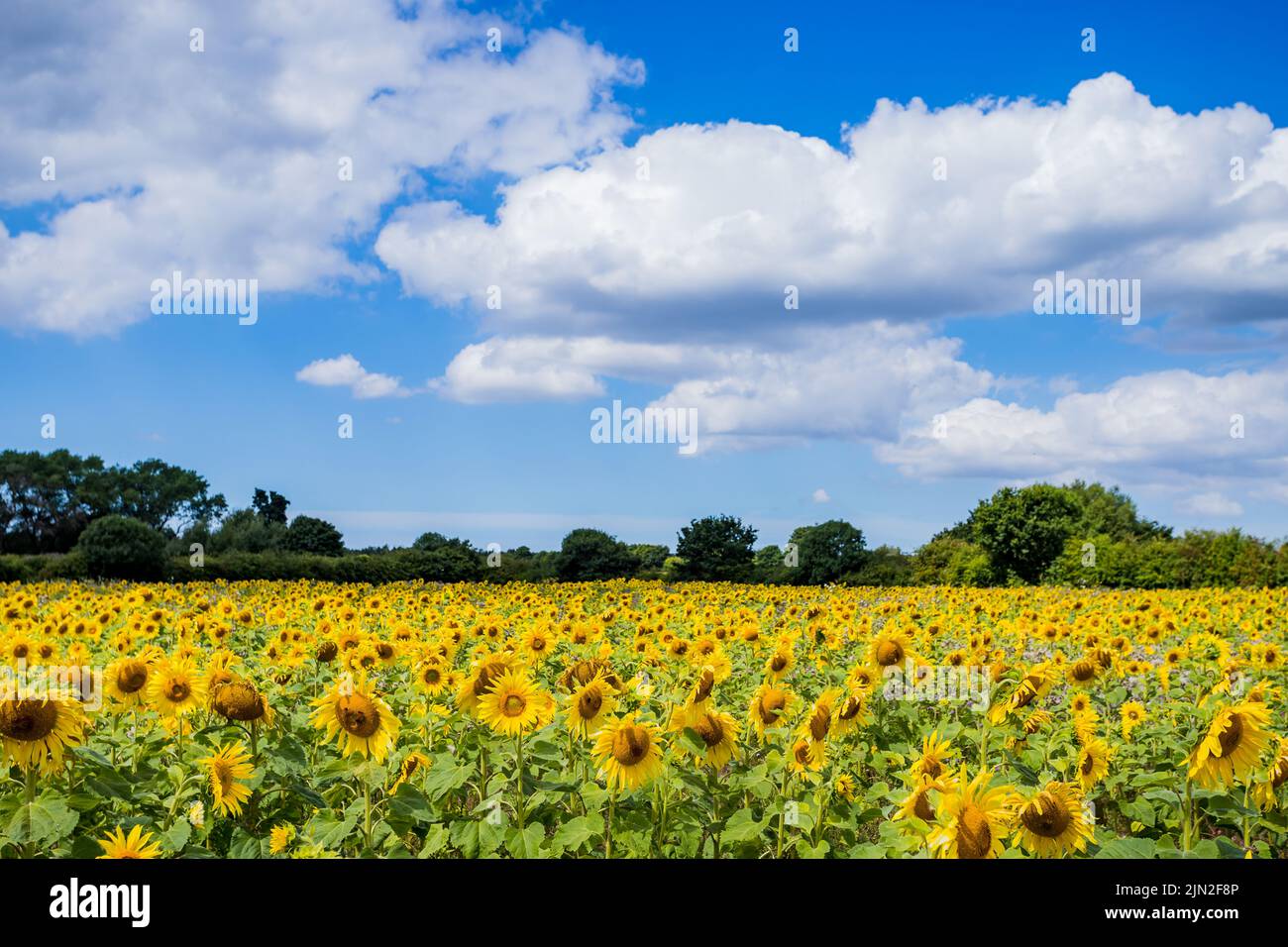 A field of beautiful sunflowers pictured under a blue sky in the summer of 2022 Stock Photo