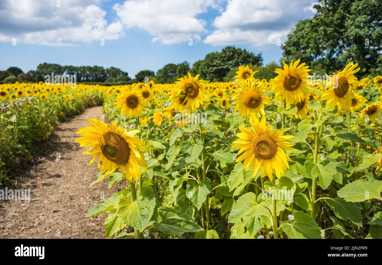 A track pictured through field of bright sunflowers seen in the summer of 2022 Stock Photo