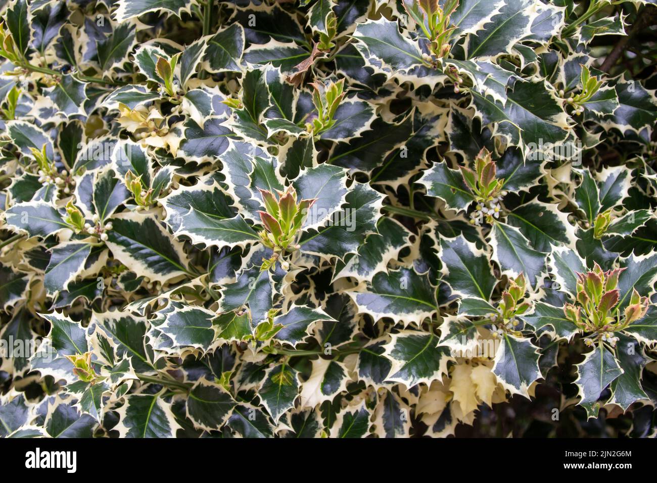 Close up full frame texture background view of a green and white variegated holly bush with lush foliage Stock Photo