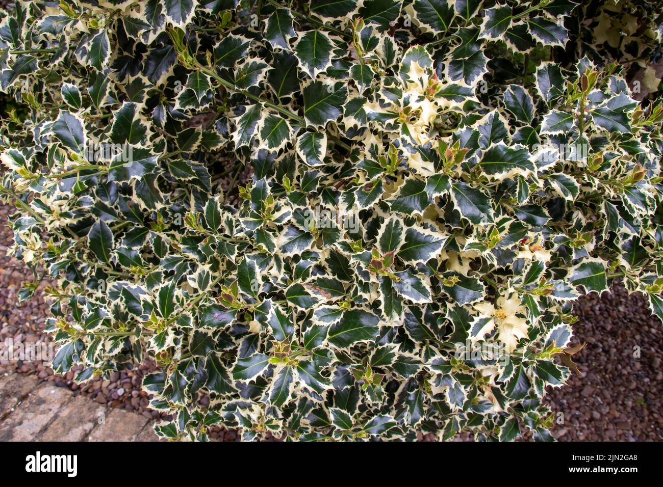 Close up full frame texture background view of a green and white variegated holly bush with lush foliage Stock Photo