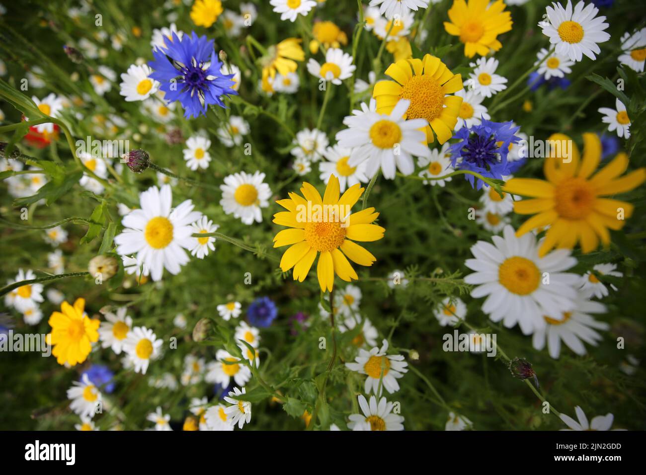 Kennedy Park, Dunure, Ayrshire, Scotland, UK  has been planted with wild flower meadow patches by the local authority South Ayrshire Council. Stock Photo