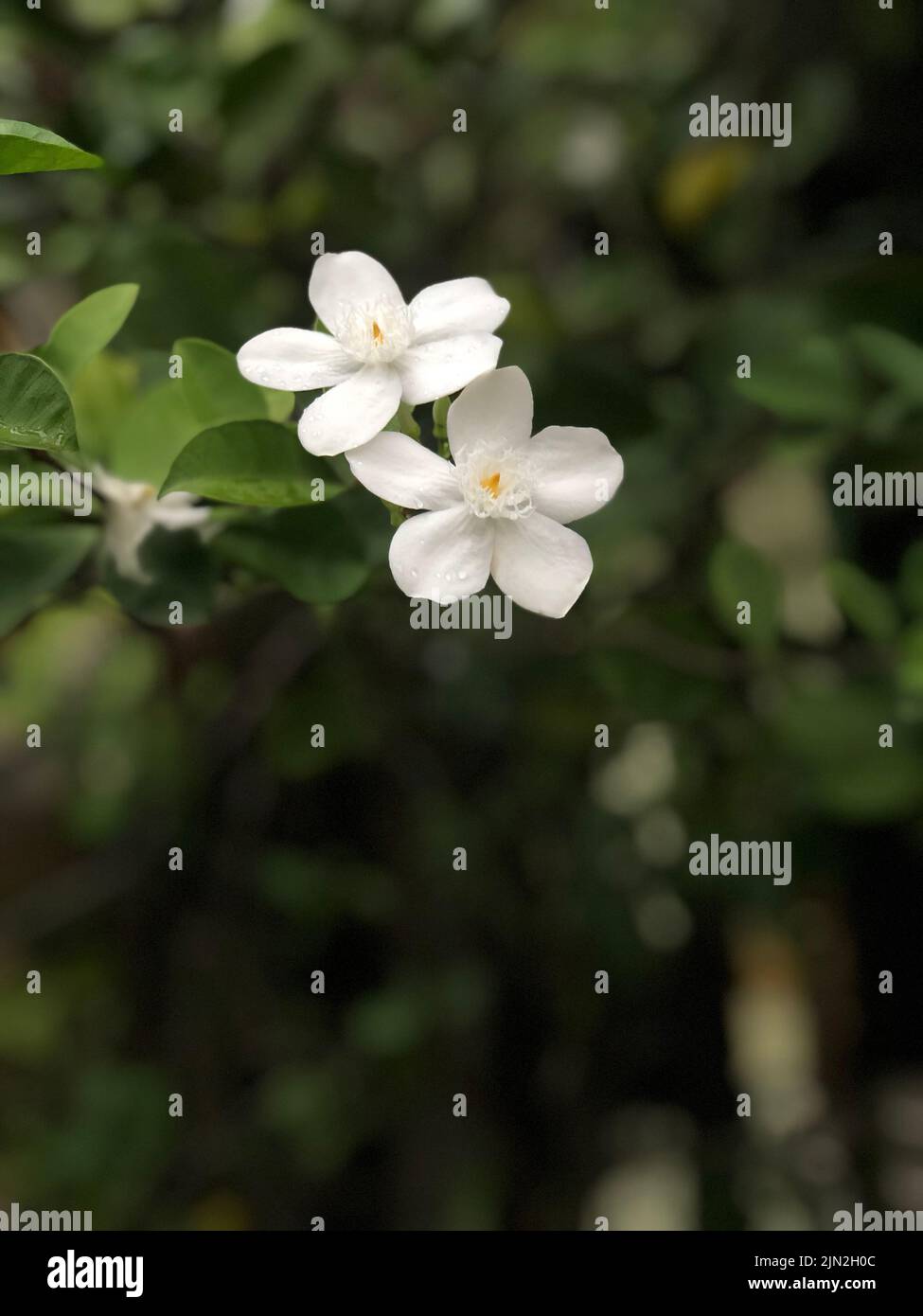 A selective focus of white Wrightia antidysenterica growing among green leaves in garden Stock Photo
