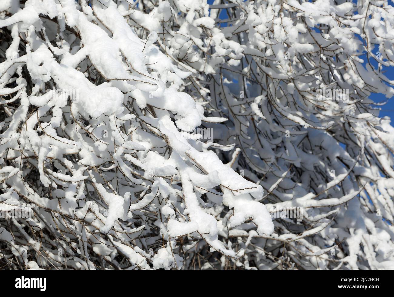 Snow on branches - Montana Stock Photo