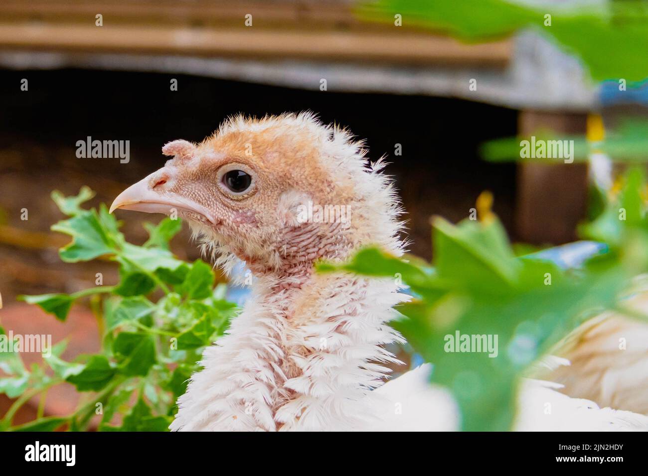 Turkey cubs. Little turkeys. Feeding and caring for birds. Poultry farm