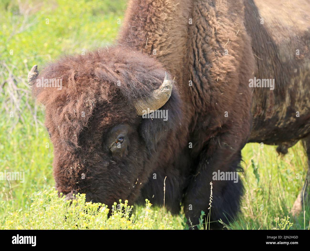 Buffalo behind flowers - North Dakota Stock Photo