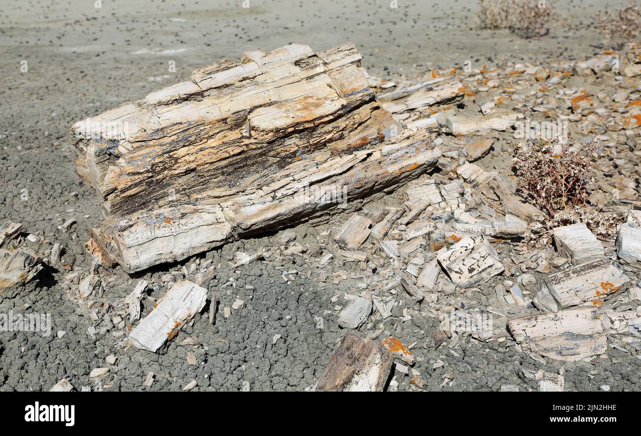Petrified wood, New Mexico Stock Photo