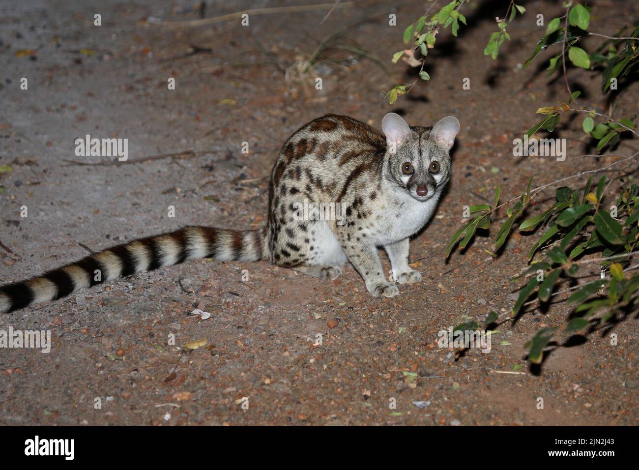 Südliche GroßfleckGinsterkatze / South African largespotted