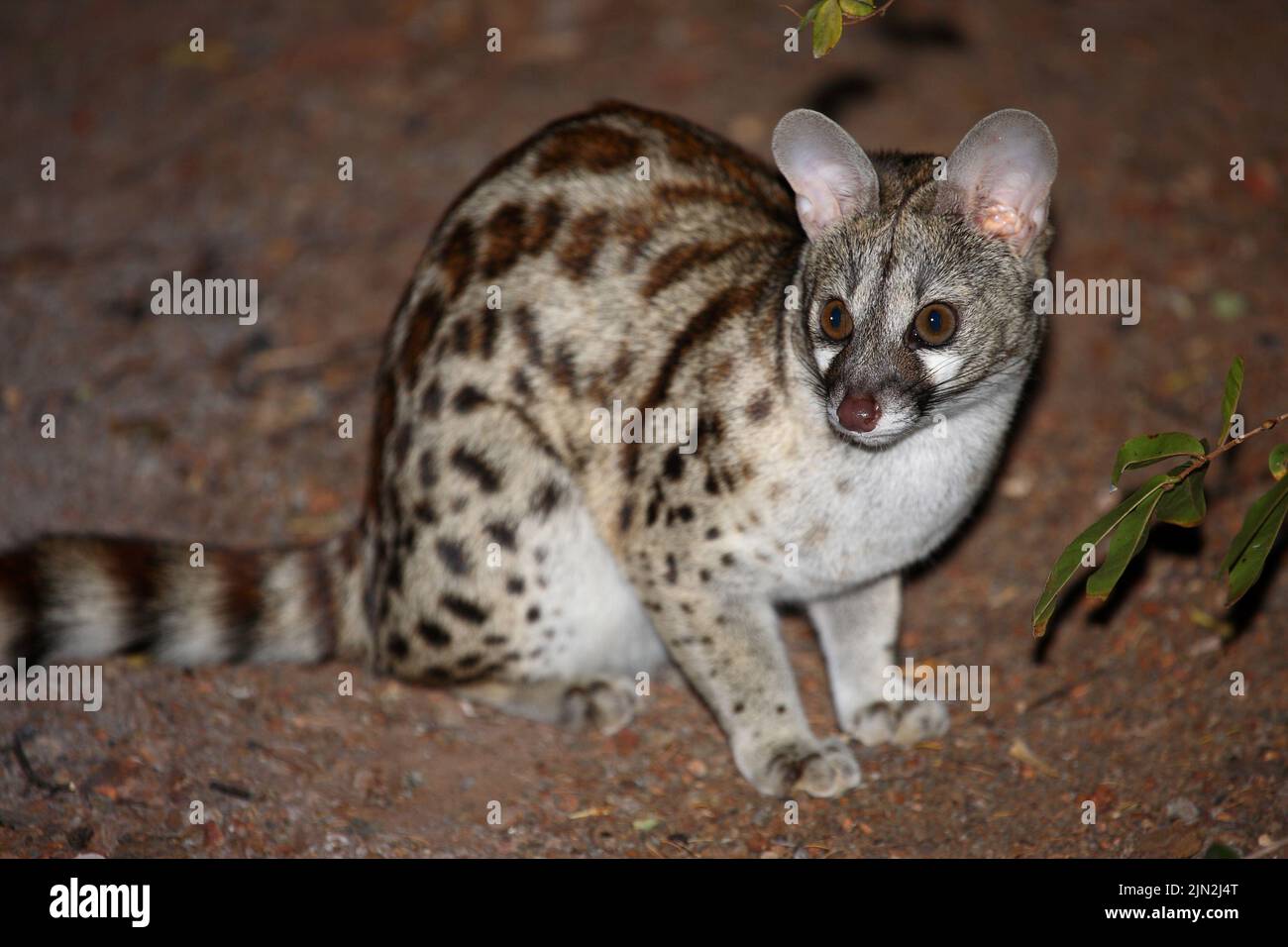 Südliche GroßfleckGinsterkatze / South African largespotted