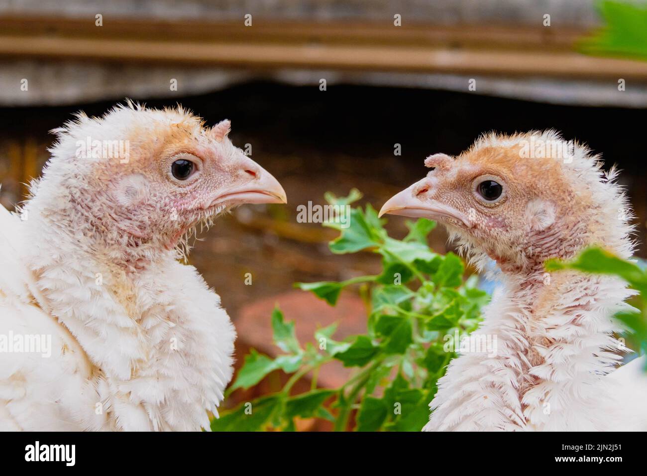 Turkey cubs. Little turkeys. Feeding and caring for birds. Poultry farm