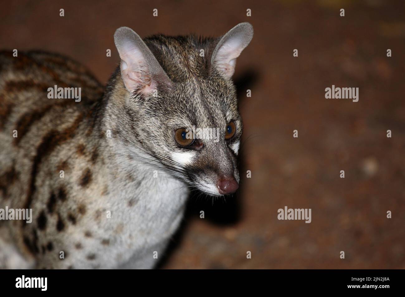 Südliche GroßfleckGinsterkatze / South African largespotted
