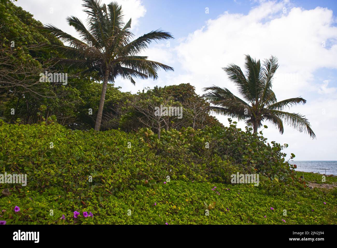 palm trees and green scenery in the sea beach Stock Photo