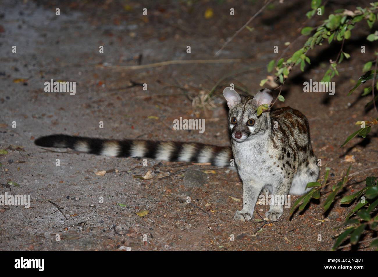 Südliche GroßfleckGinsterkatze / South African largespotted