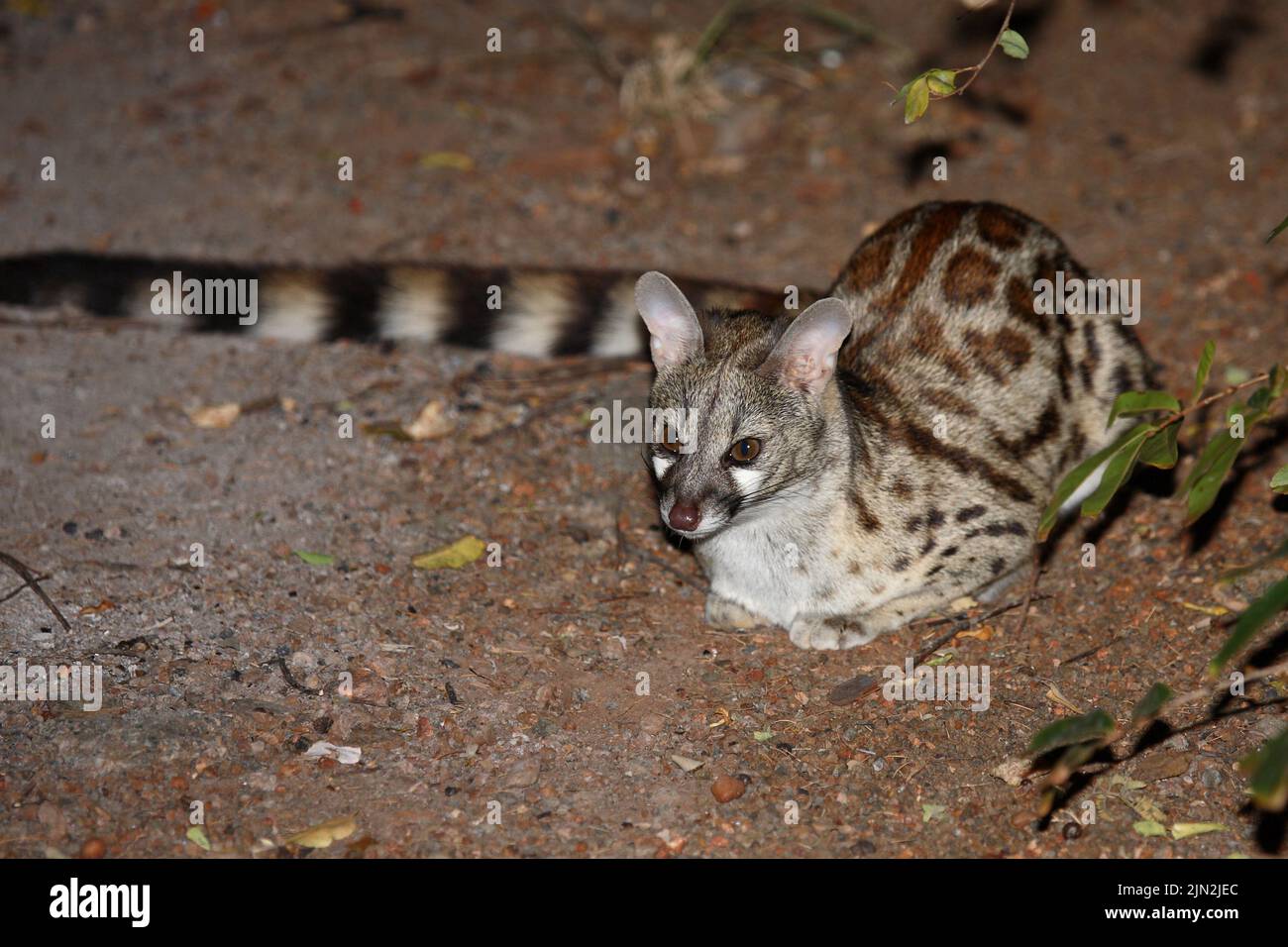 Südliche GroßfleckGinsterkatze / South African largespotted