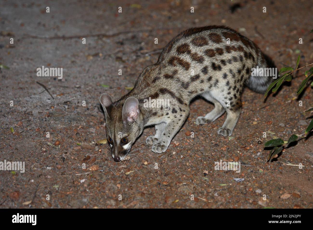 Südliche GroßfleckGinsterkatze / South African largespotted