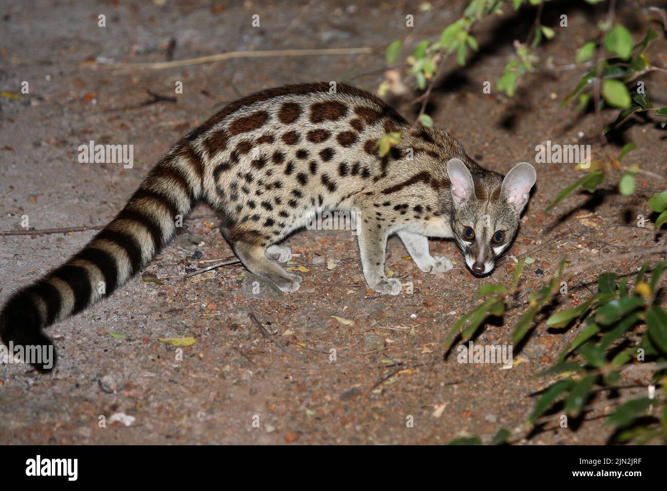 Südliche GroßfleckGinsterkatze / South African largespotted