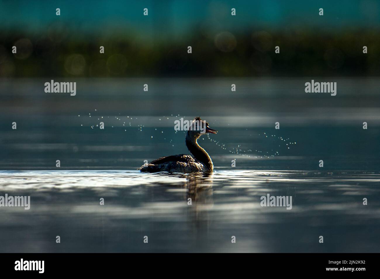 A great grebe (Podiceps major) floating in the river Stock Photo
