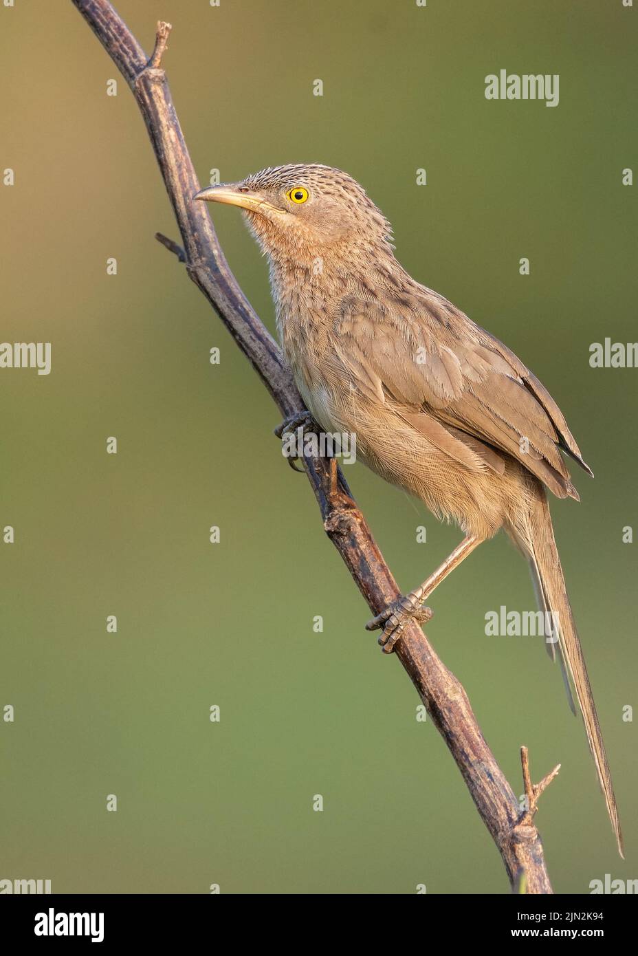 A selective focus shot of striated babbler (Argya earlie) perched on a branch Stock Photo