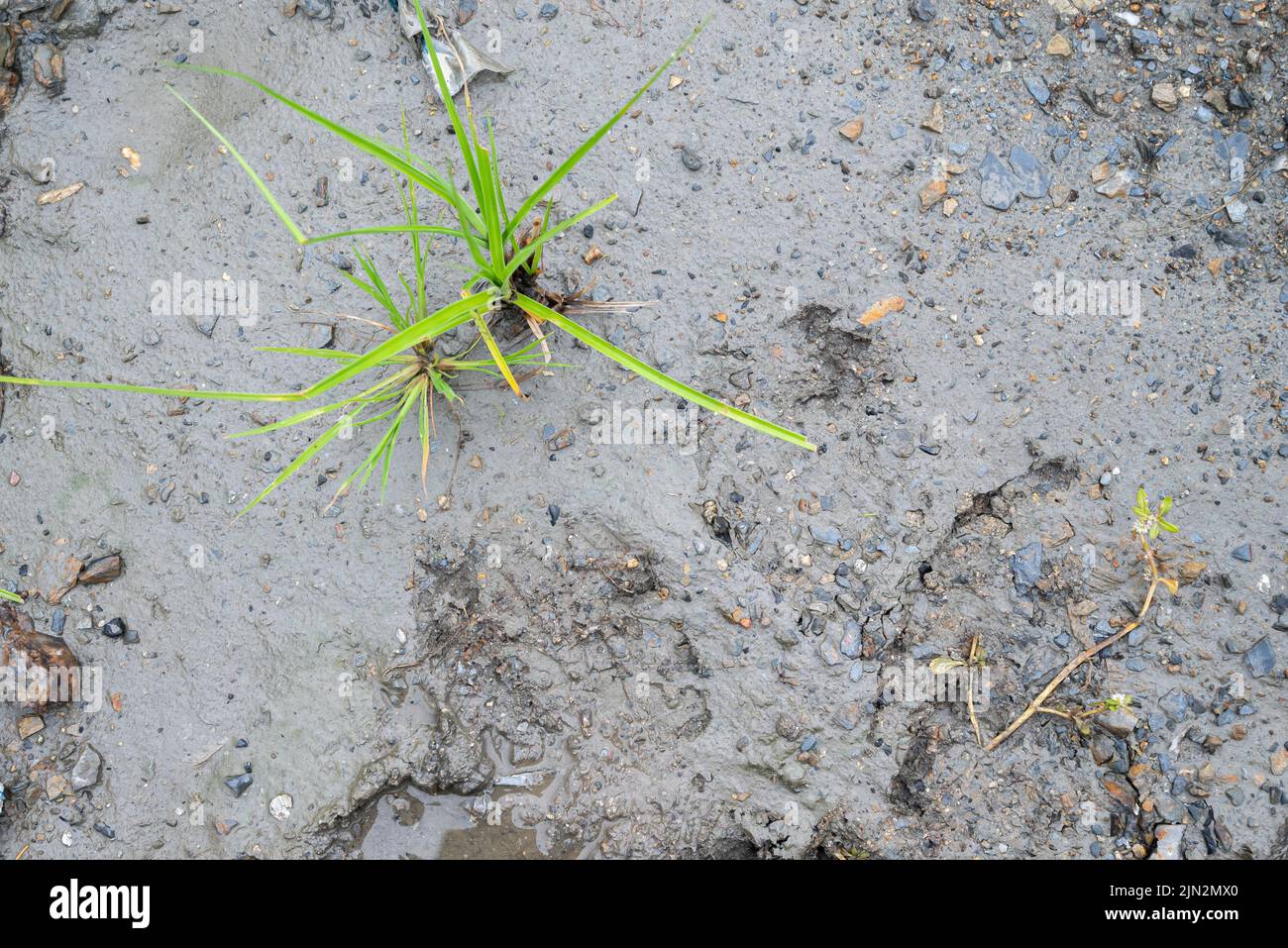 Mud and plant texture in wetland. Green botany on brown mud and gravel