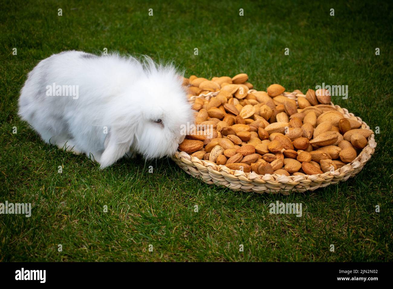 Un conejo mini lop olfatea almendras con cáscara de una bandeja de mimbre sobre el césped Stock Photo