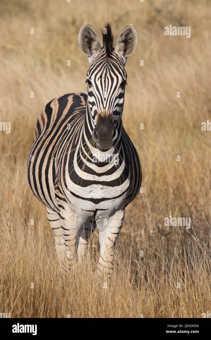 Steppenzebra / Burchell's zebra / Equus quagga burchellii Stock Photo ...