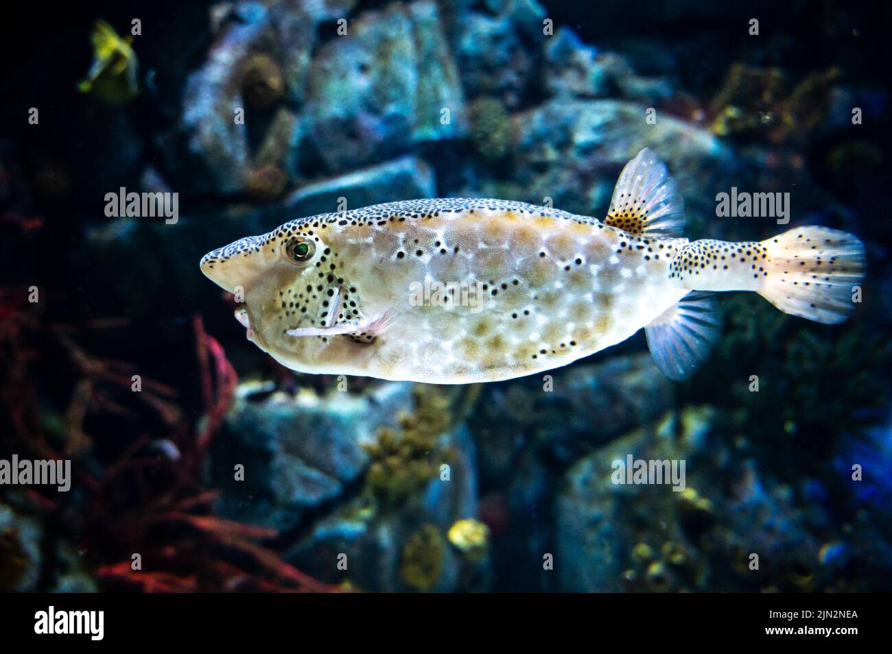 A Horn-nose Boxfish (Ostracion rhinorhynchos) swimming underwater Stock Photo