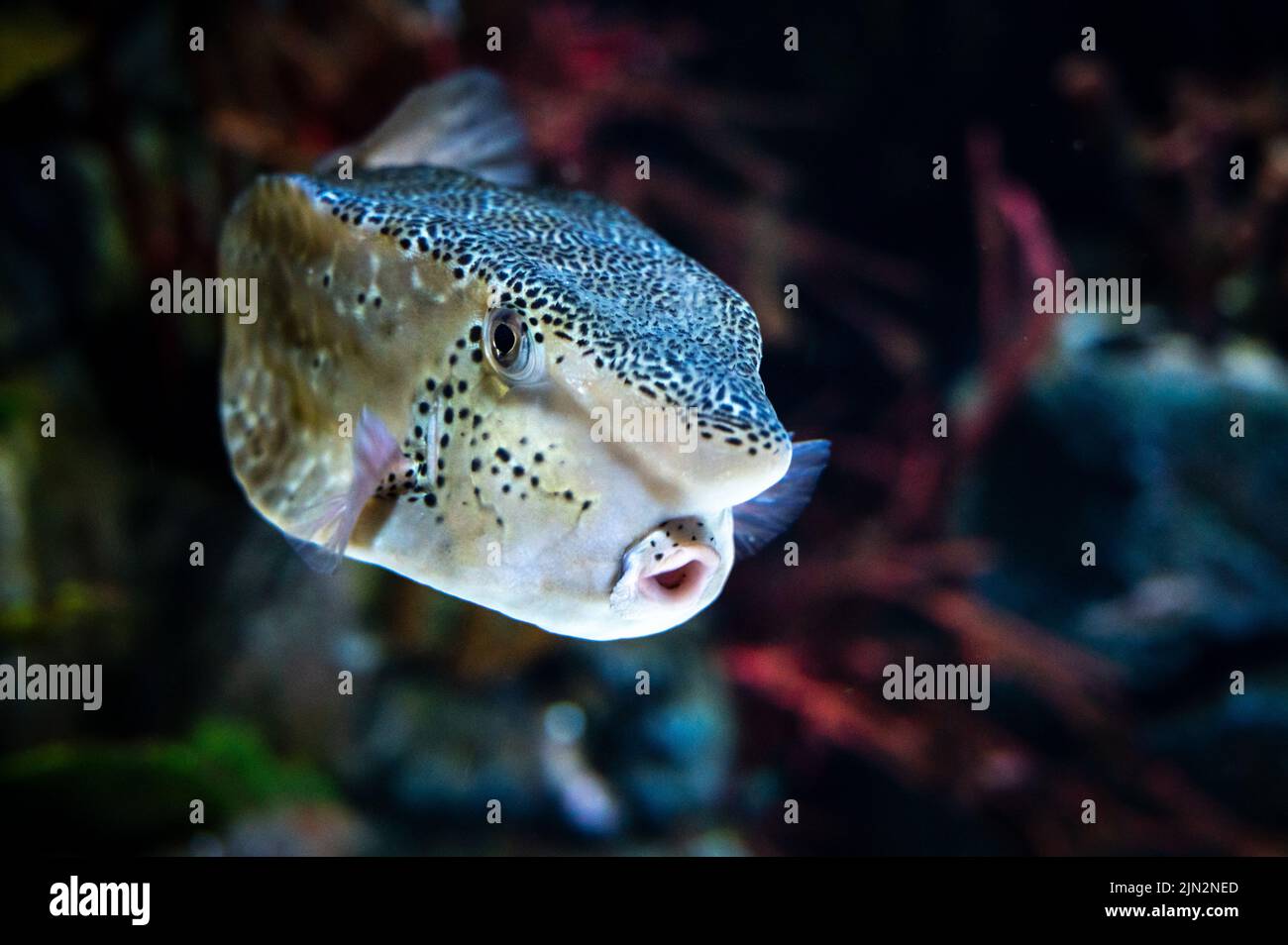 beautiful underwater fish#fish#ikan#underwater ikan bawah laut..a25 