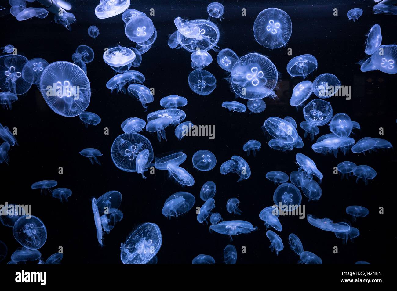 Many Moon Jellyfish (Aurelia aurita) are seen swimming underwater Stock Photo