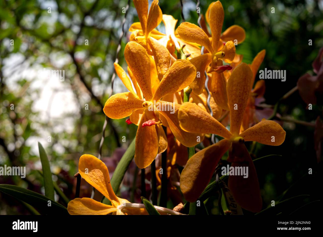 Orange lily. Lilium bulbiferum, common names orange lily. Natural lighting. Stock Photo