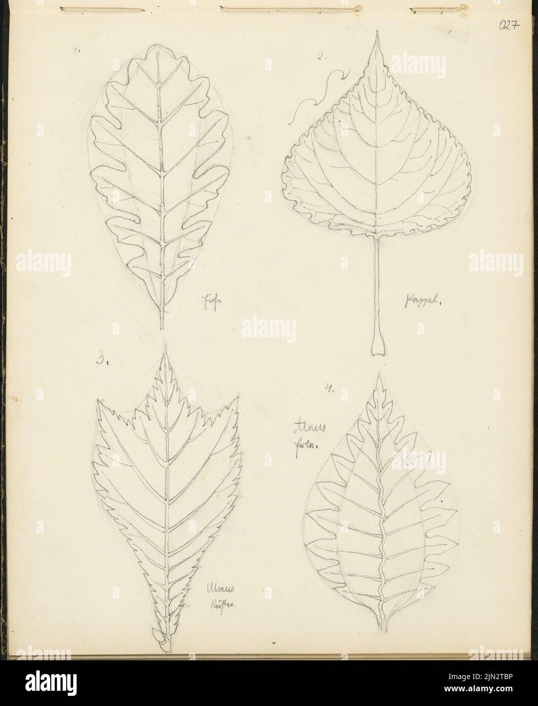 Sketchbook 4: Ornament and architectural studies, 1. Oak, 2. Pappel, 3. Ulmus Rüster, 4. Alnus f […] Stock Photo