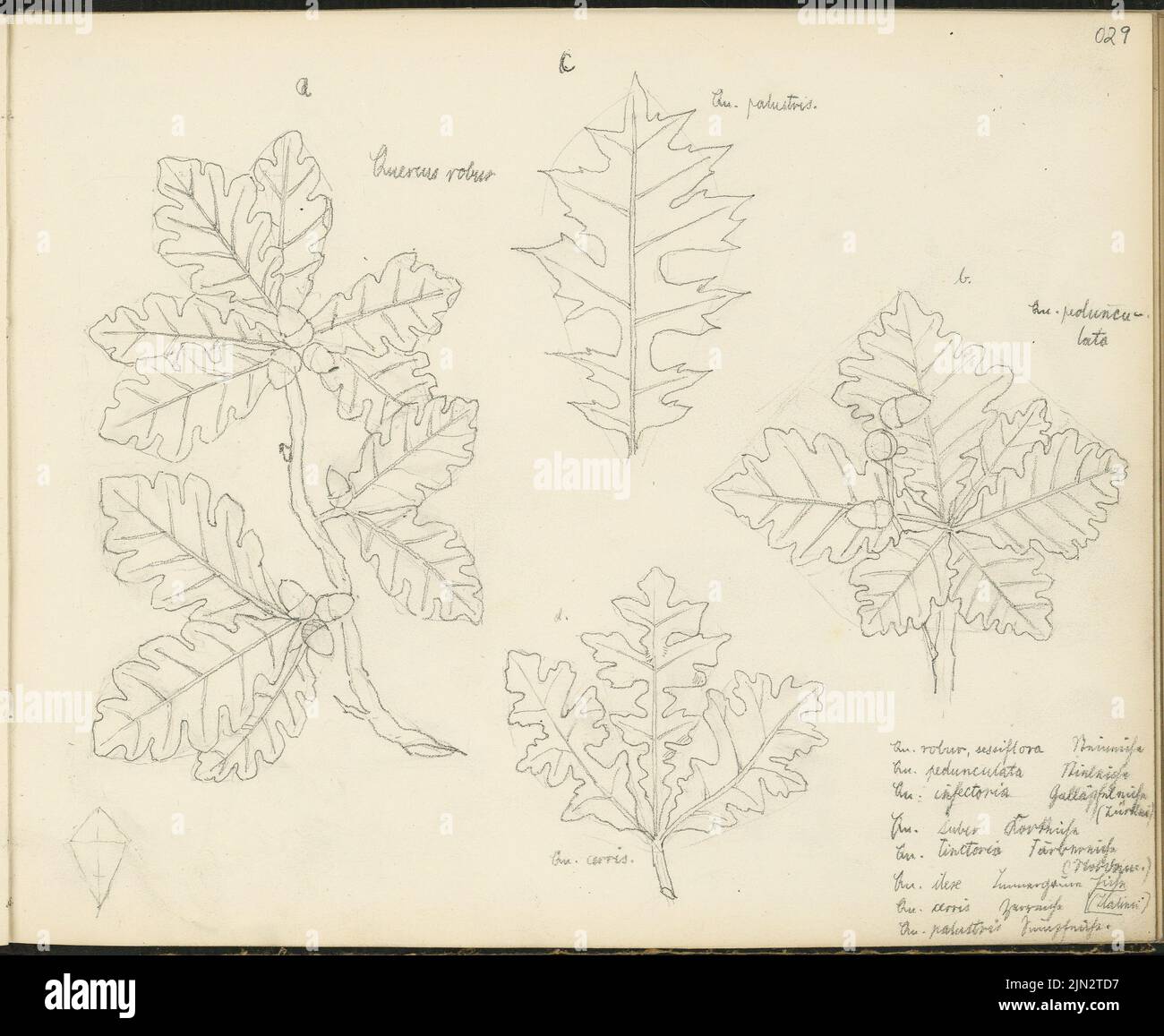 Sketchbook 4: ornament and architectural studies, a. OAK, b. Quercus pedunculata, c. Oak palustris, d. Quercus cerris. Sessiflora sessiflora stone oak, which. Peduneulata Stem OIC, which. Infectoria Gallop Oak [...], Qu. SUBER CORK OAK, QU. Tinctoria farment areas [...], which. Ilex Evergreen Oak, Qu. Swamp Oak Stock Photo