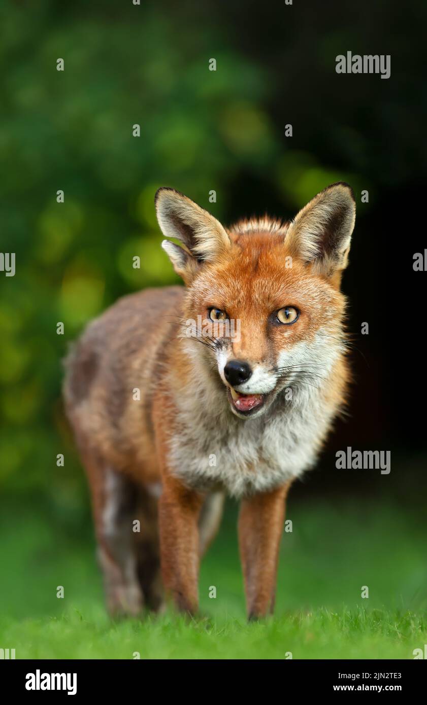 Adult red fox in forest hi-res stock photography and images - Alamy