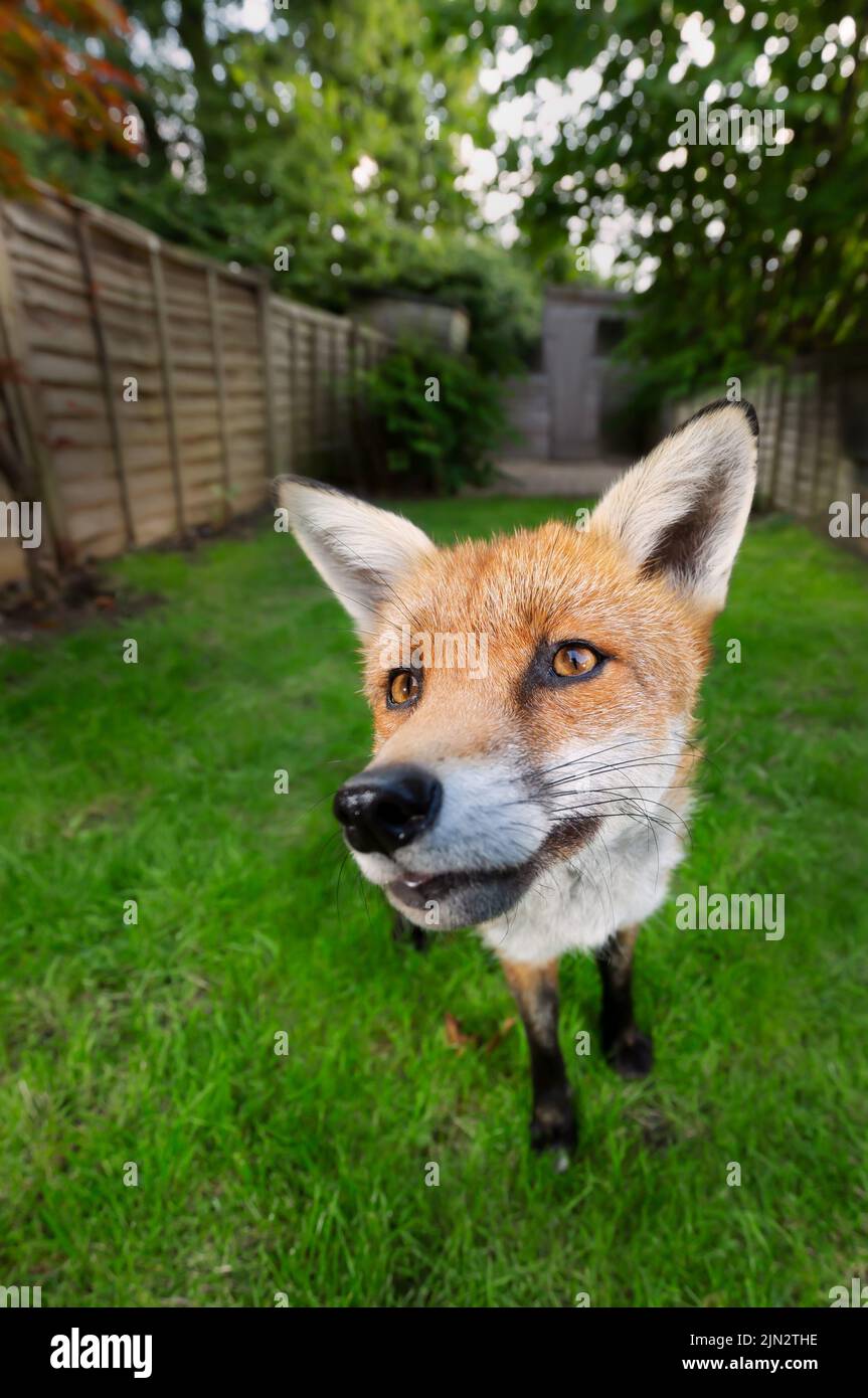 Close up of a red fox (Vulpes vulpes) standing on green grass in a garden, UK. Stock Photo