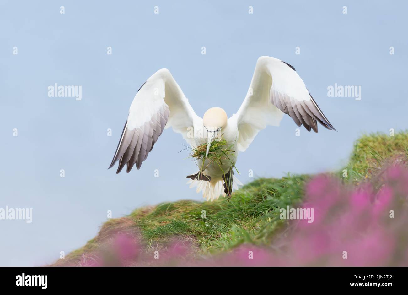 Close up of a Northern gannet (Morus bassana) with a beak full of nesting material taking off, Bempton cliffs, UK. Stock Photo